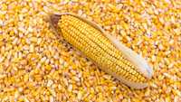 Кукуруза сухой кукуруза
