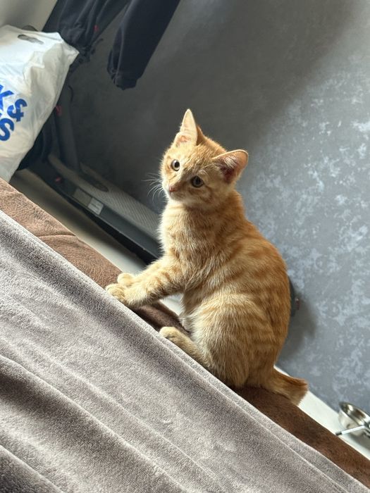 Котенок ищет дом