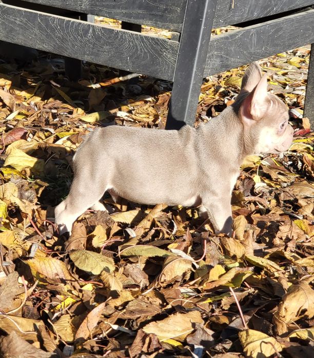 Bulldog francez mascul