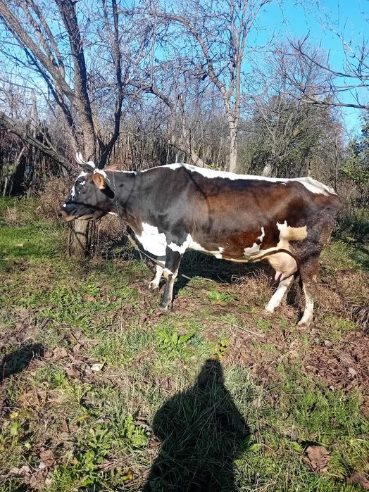 Vaca și  vițea de vanzare