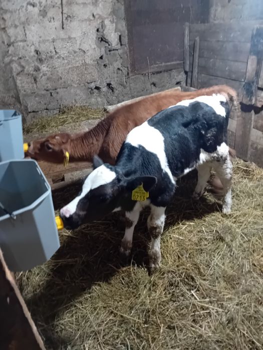 Vând Doi Tăurași de o lună jumate și de o lună mai multe detalii la te