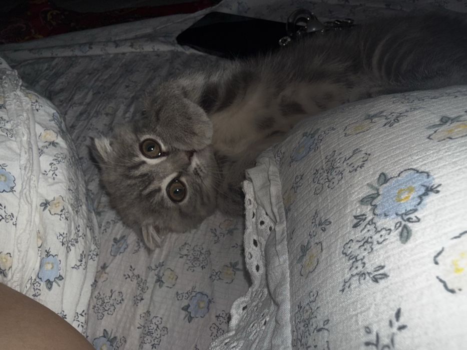 Котенок шотланка
