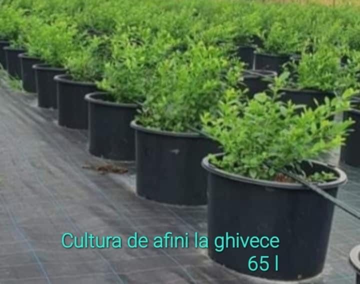 Plante de AFINE la ghivece