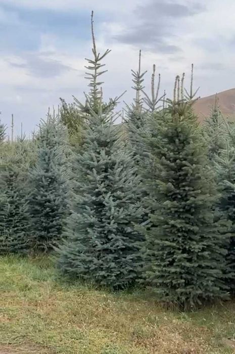 Елки для озеленения - ели голубые, зеленые , разных сортов и высоты