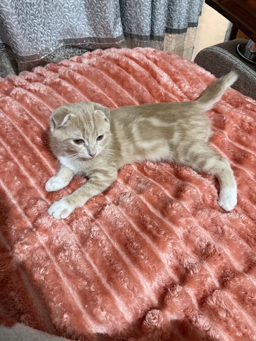 Отдам коненка скотиш фолд