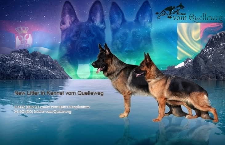Pui ciobanesc german