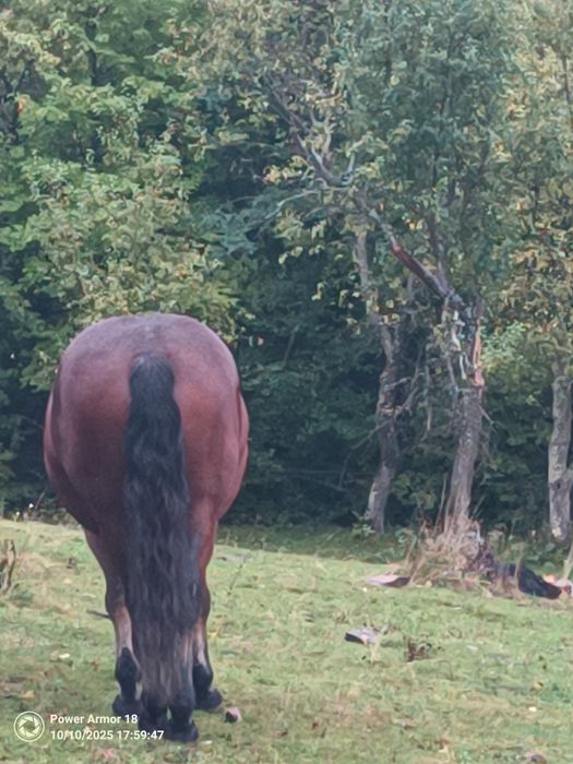 Cai de vânzare frumoși și puternici