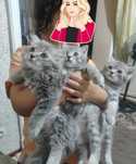 Котята скотиш фолд страйт