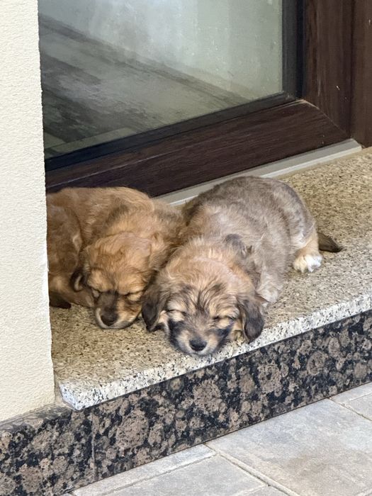 Donez 2 cățeluși unor iubitori de animale