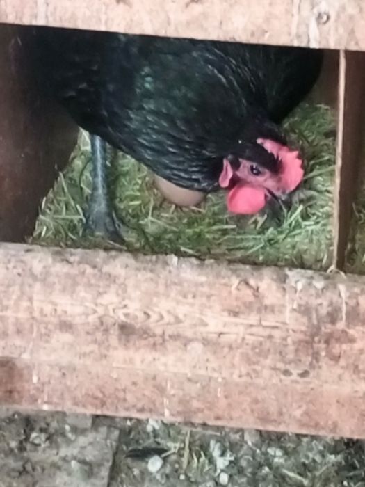 Хўроз тоуқлар сотилади, Продам куры и петухи.