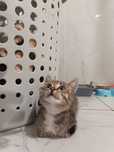 Отдам котенка в добрые руки