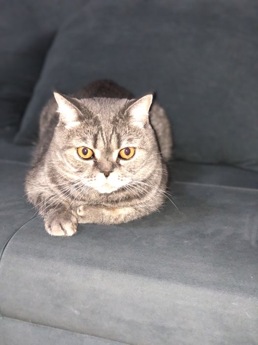 Отдам кошку Шатланка