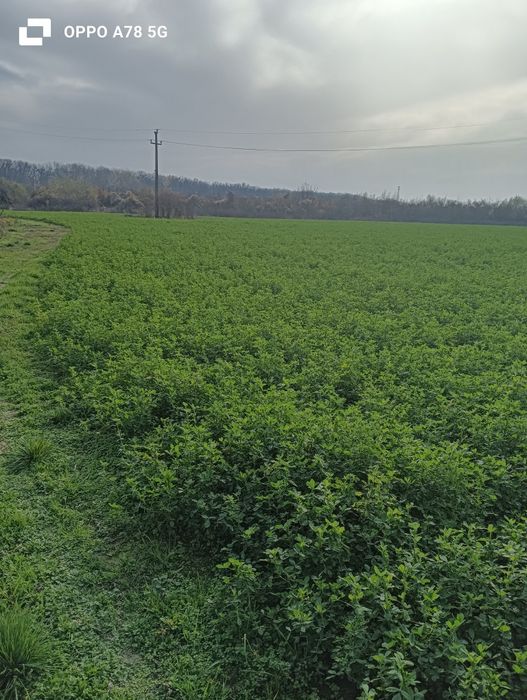 Baloți lucerna 2025