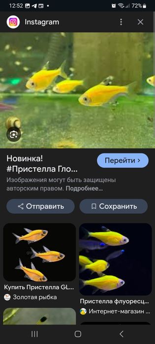 Продаётся Пристелла гло