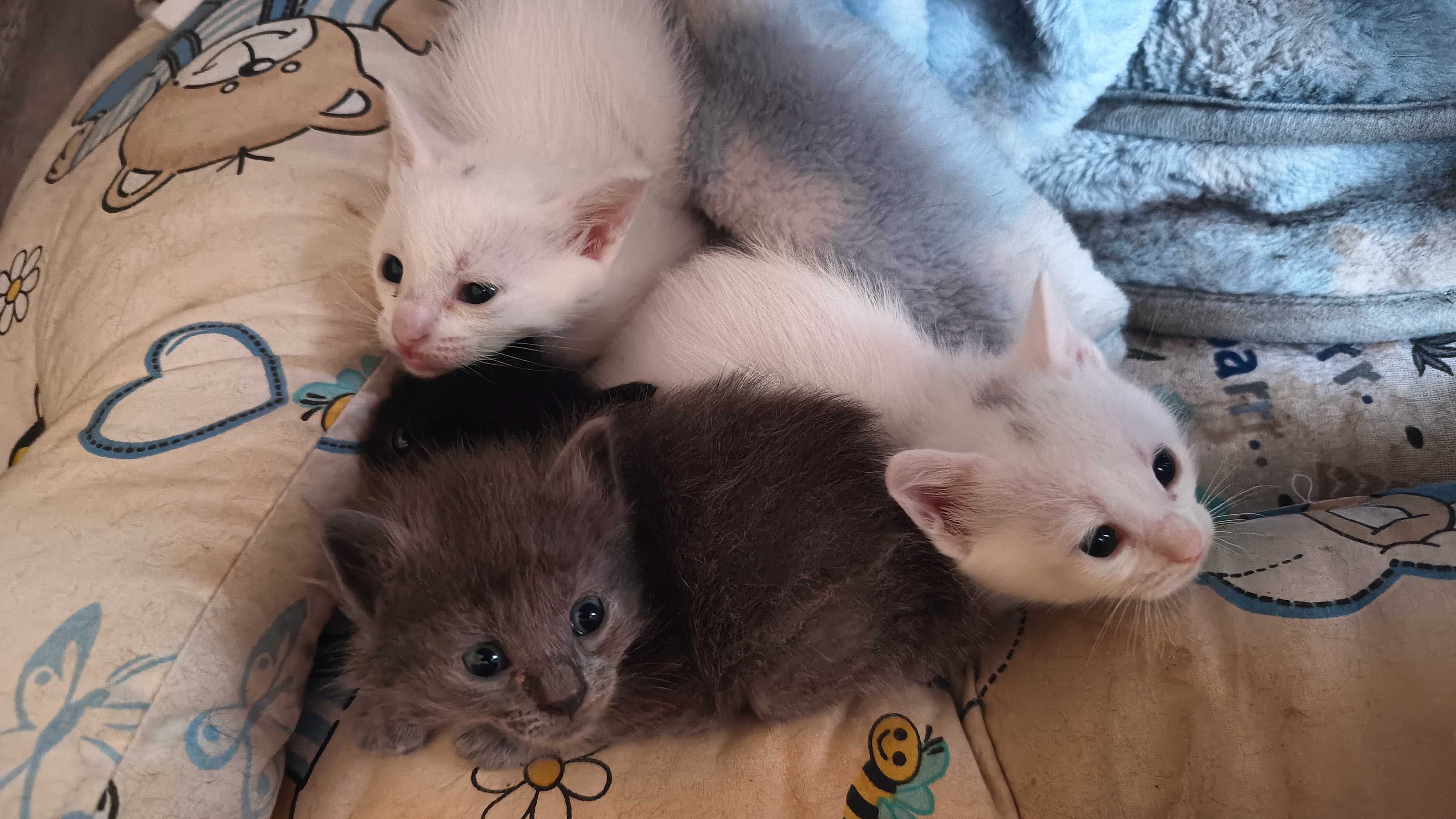 Котенца породисти са..