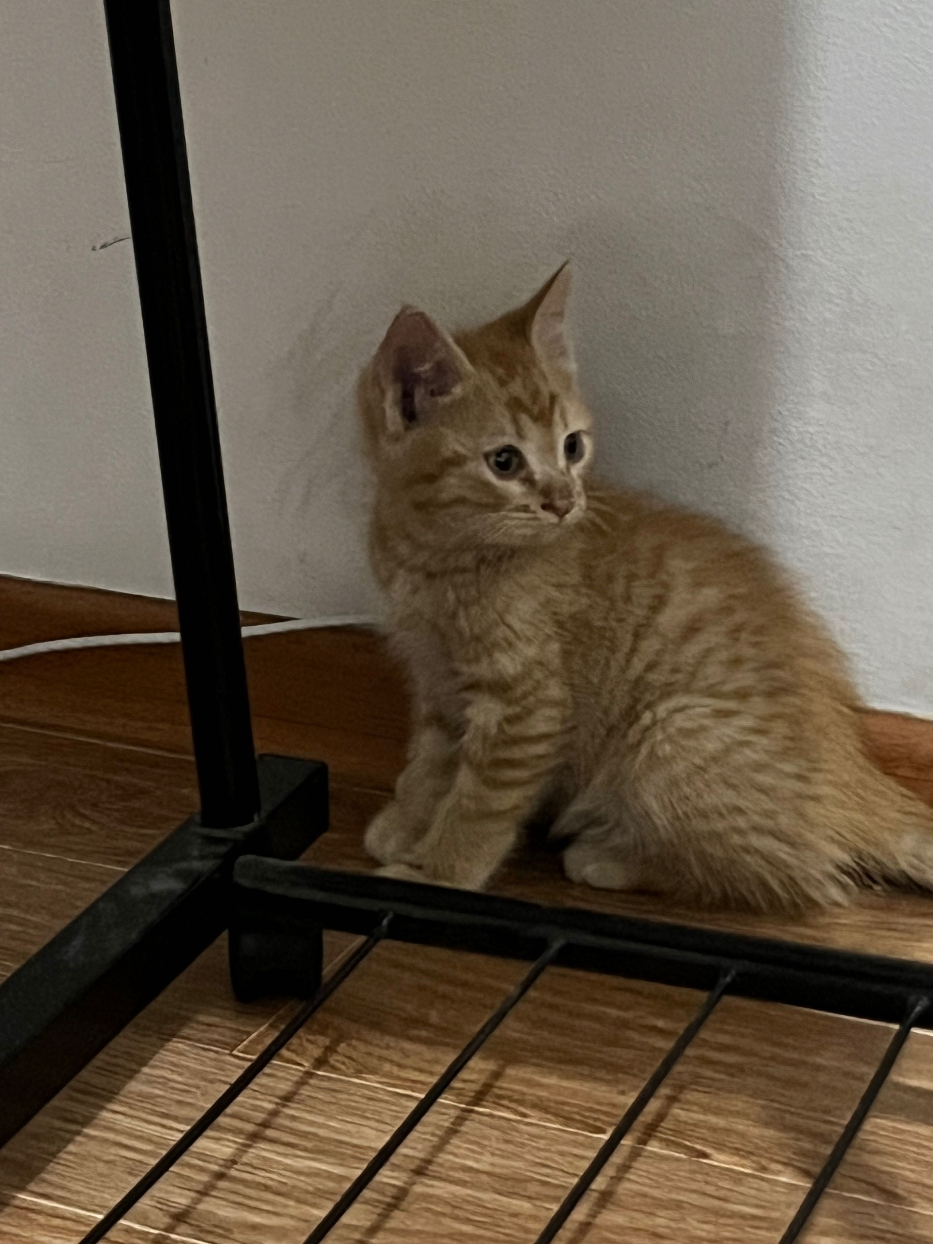 Отдам даром котенка