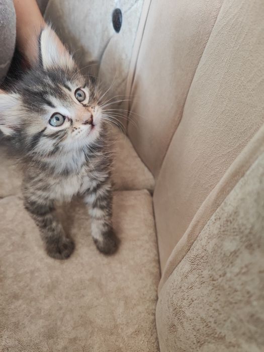 Mushuk bolalari hadiyaga