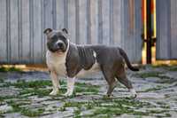 Femela American Bully