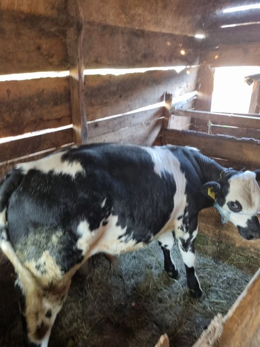 Tauras de rasa belgian