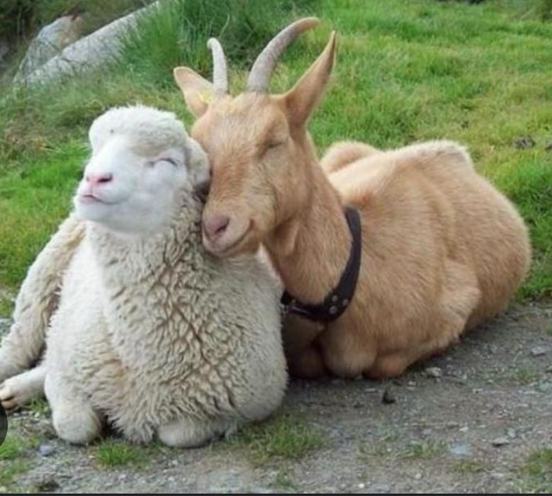Овче и козе мляко и сирене