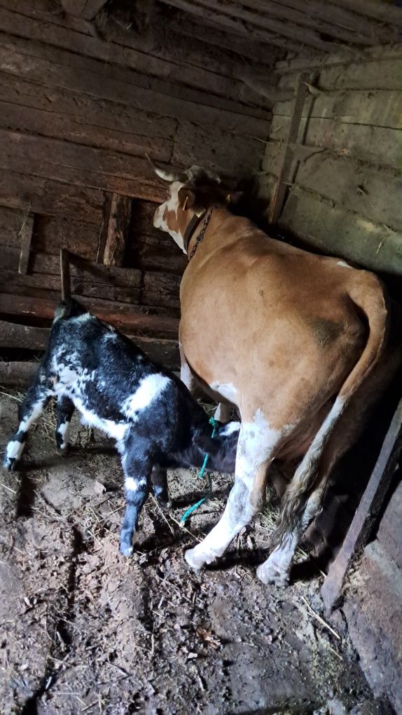 Vând vaca cu vițel belgian
