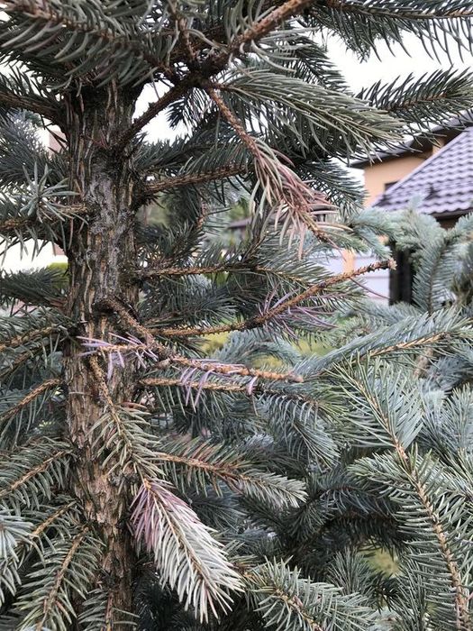 Садовник Обработка Лечение хвойных, декоративных деревьев растений .