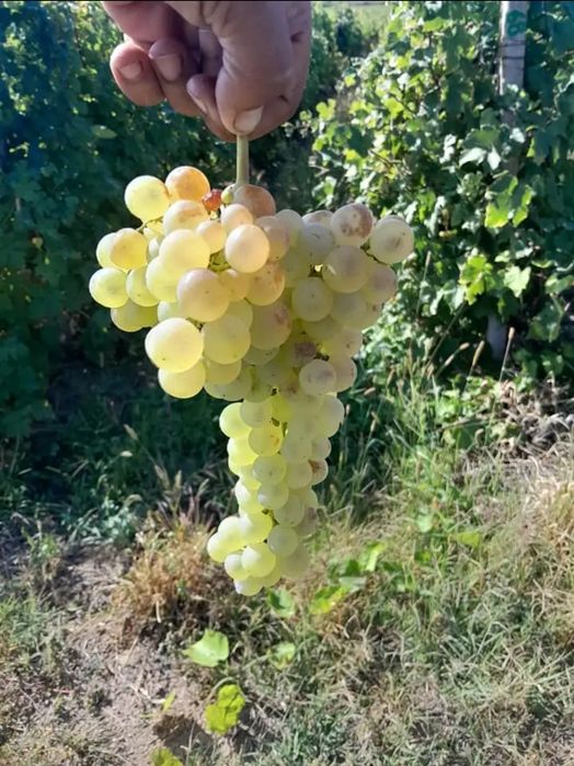 STRUGURI DE VIN.   Recoltă 2025