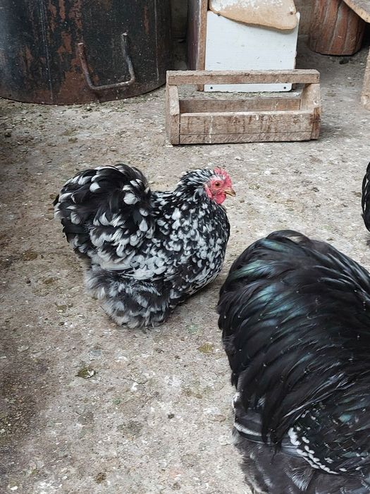 Vand o pereche cochinchina pitic