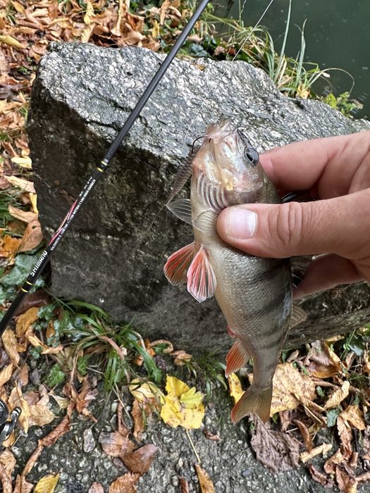 Спининг въдица Shimano Catana 1-10