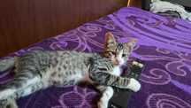 Pisicute apre adoptie
