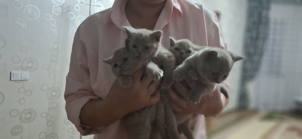 Продаются котята чистокровный британские. 1.5 месяцев