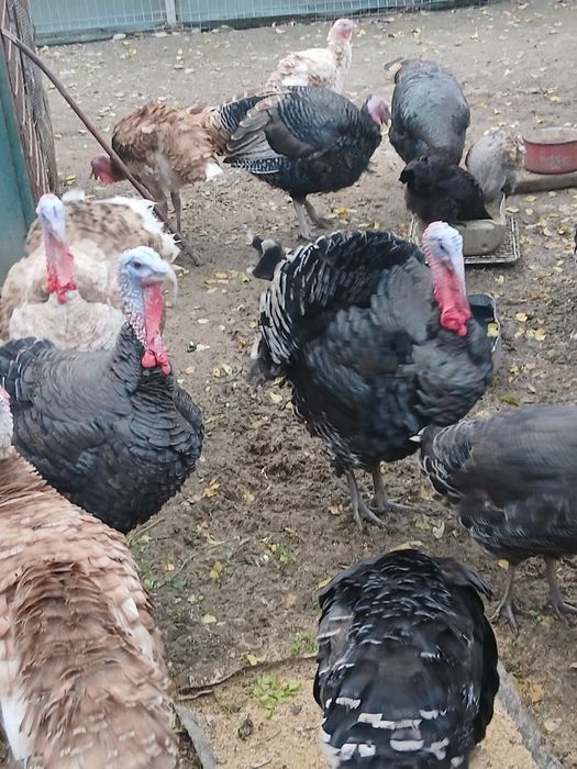 Se vând curcani mari