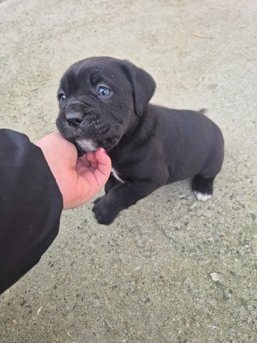 Кане Корсо / Cane Corso
