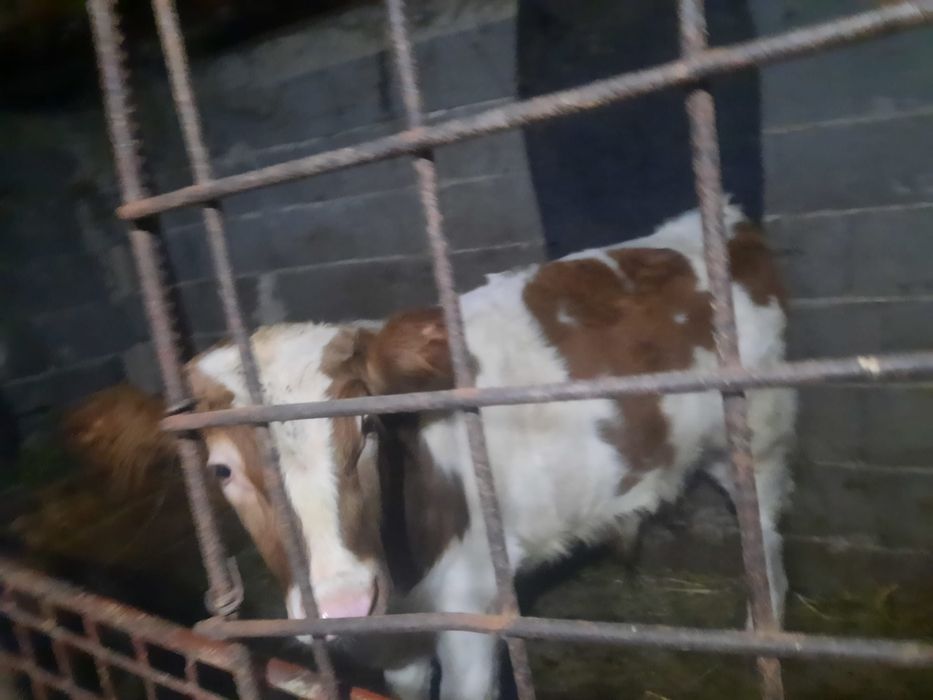 Vaca cu vițel de vanzare