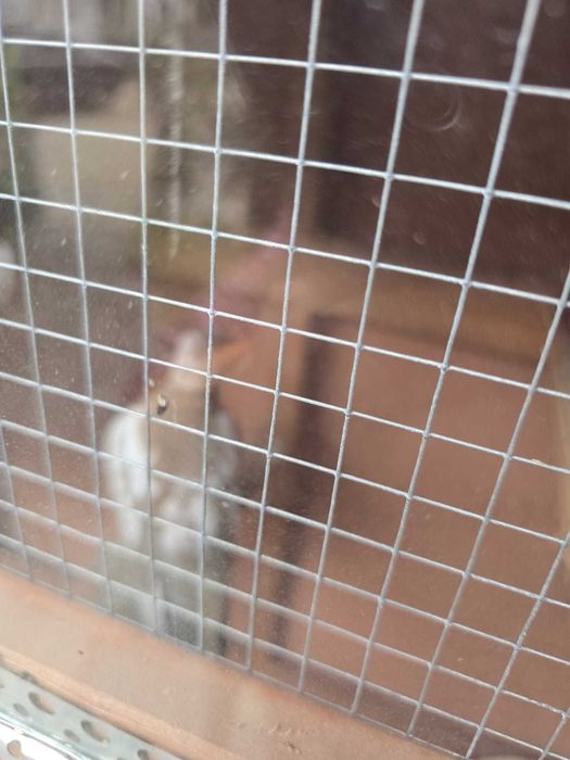 Turturele Razatoare de Vanzare