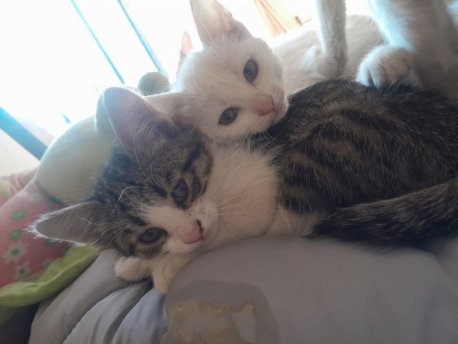 Котята в хорошие,добрые руки.