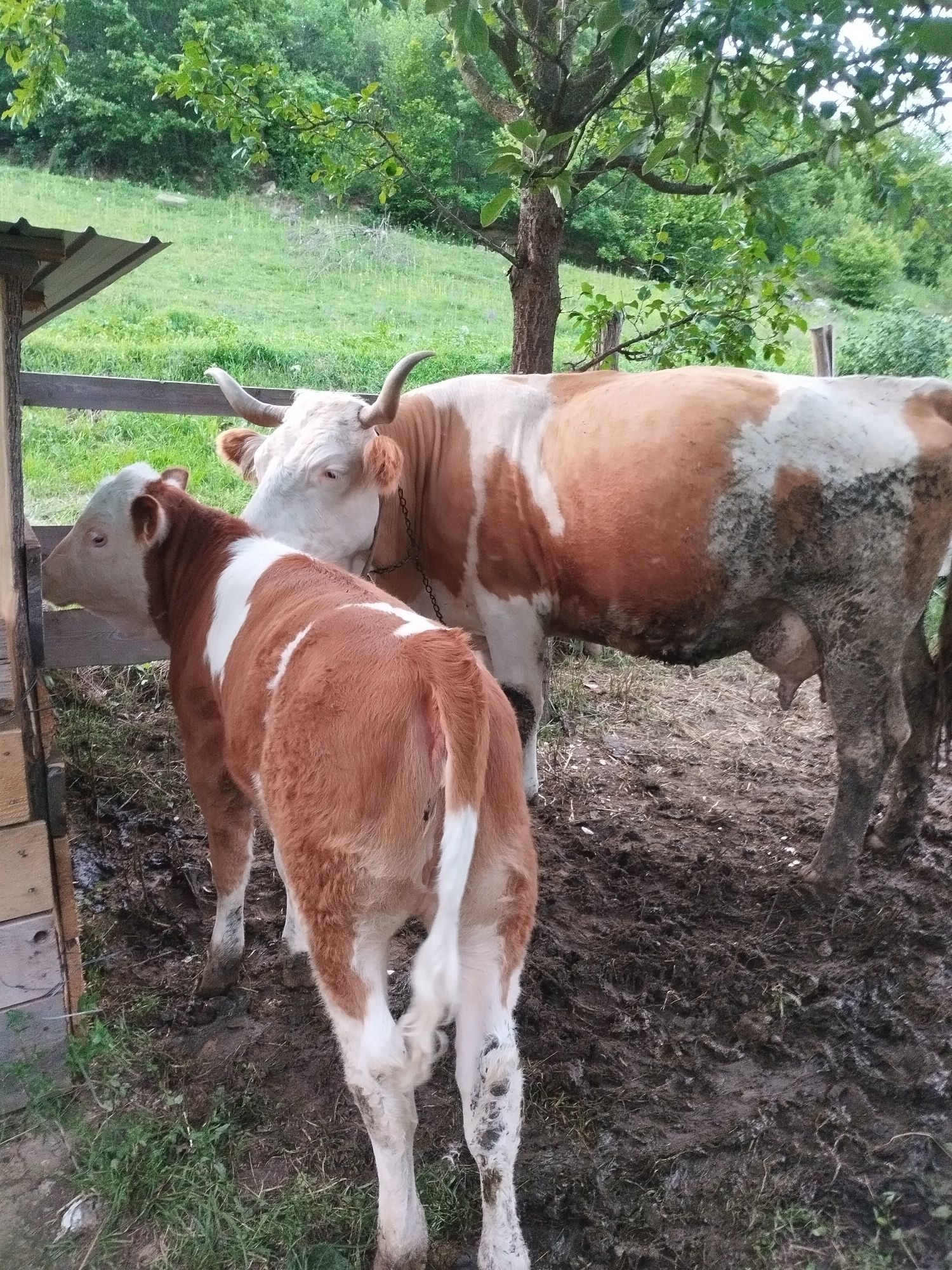 Vaca și vițea de vanzare