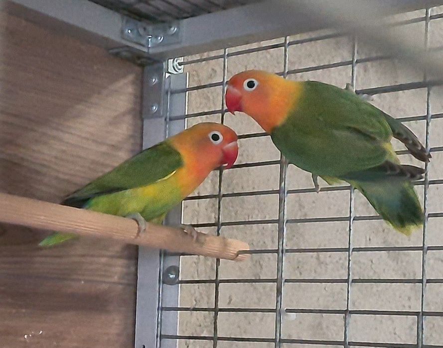 Vand papagali Agapornis Fischeri - Lovebird !