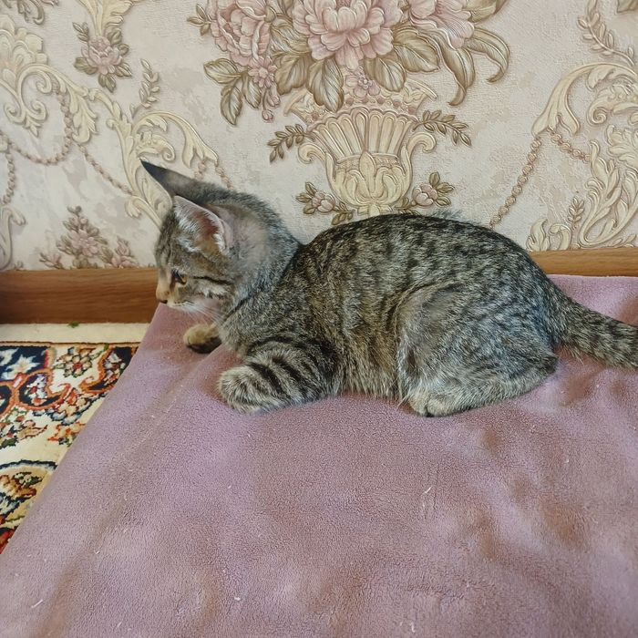 Котята бесплатно даром
