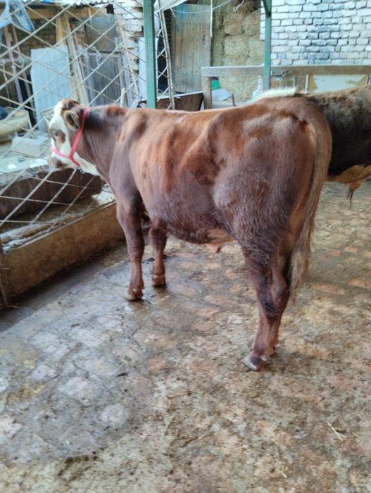 Assalom alekum 2 ta grefort buqalar sotiladi