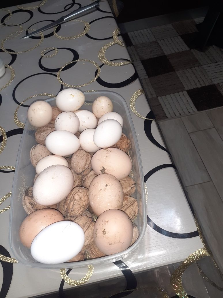 Vând  ouă de  gaini de țară, ouă de rata  și ouă de gainusi pitice