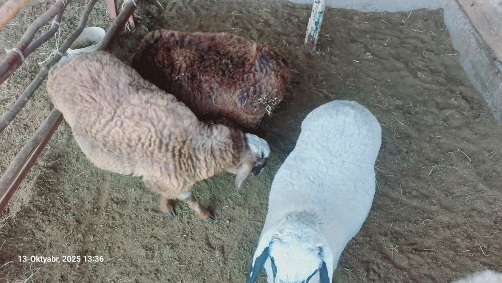 4ta qazoqi qo'chqorchalar sotiladi