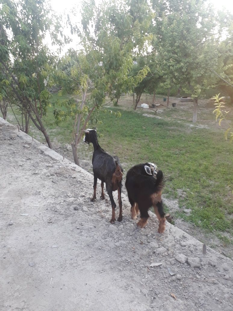 Ona bola echki sotiladi