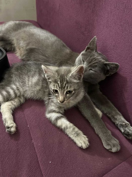 Отдаём котёнка в добрые руки!
