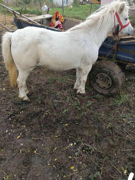 Poneiță de 6 ani