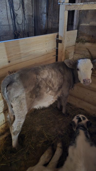 Vand vitica intarcata