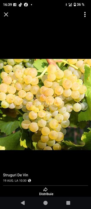 Struguri de vin producție 2025