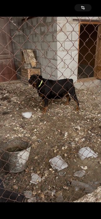 Продам ротвейлера сука