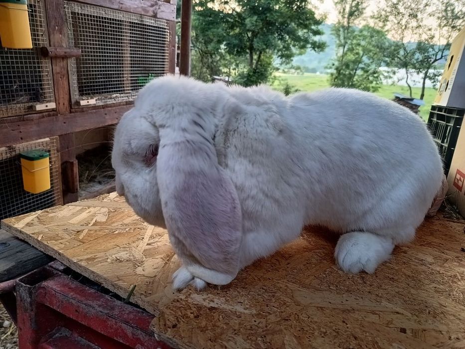 Iepuri berbec german