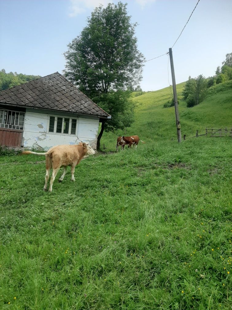 Vind 5 vitele din vaci bune